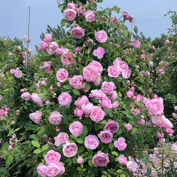 爬藤植物四季开花自由精神奥斯汀藤本月季浓香阳台庭院花卉盆栽苗