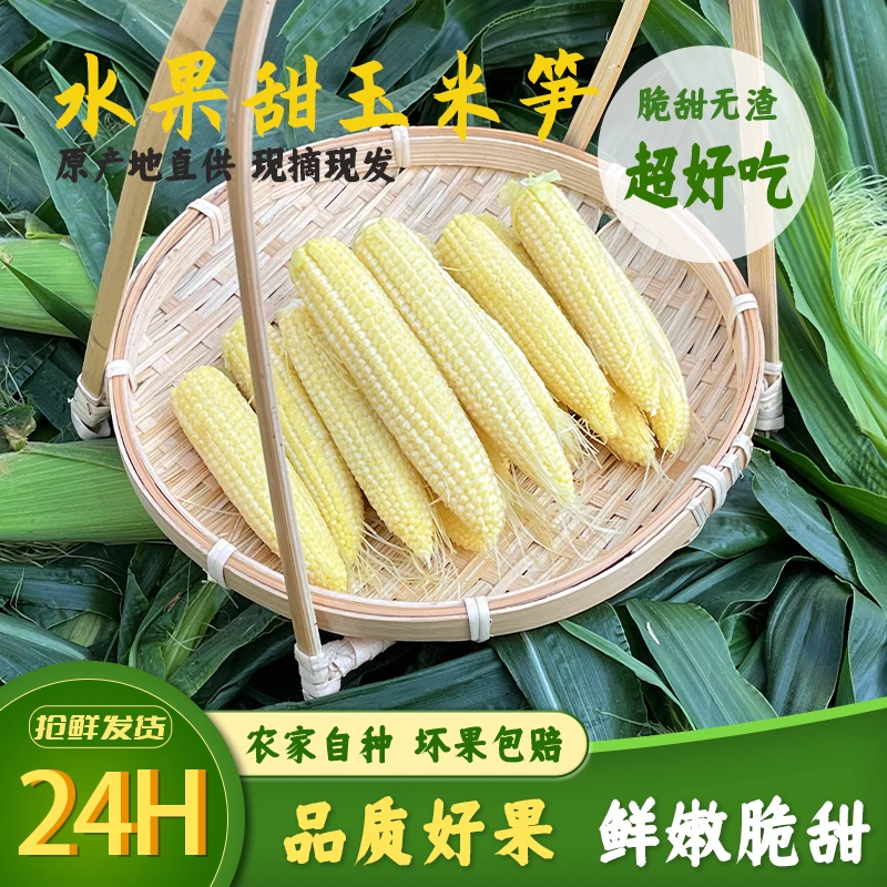 云南现摘新鲜玉米笋心带皮带须迷你1-9斤水果甜玉米脆嫩农产品