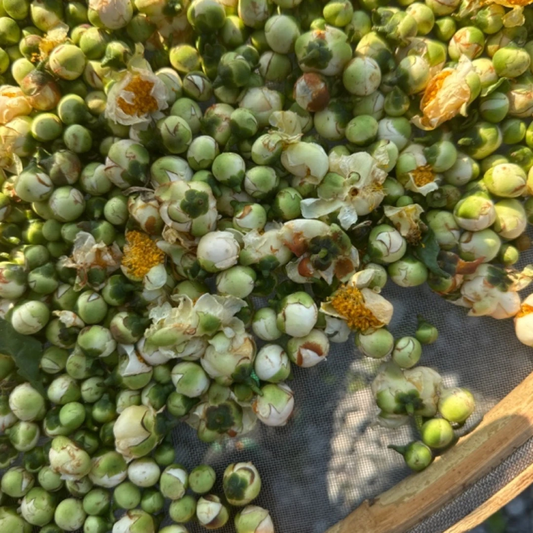 2023年管阳高山茶花