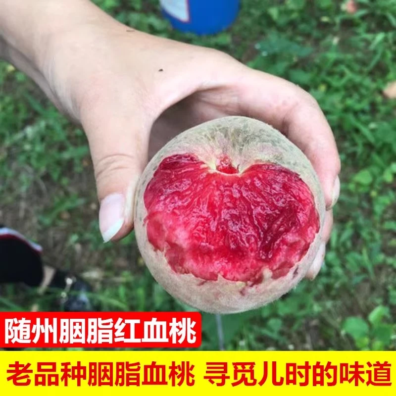 2025湖北老树胭脂红血桃朱砂红红心雪桃新鲜水果猪血毛桃4.5斤