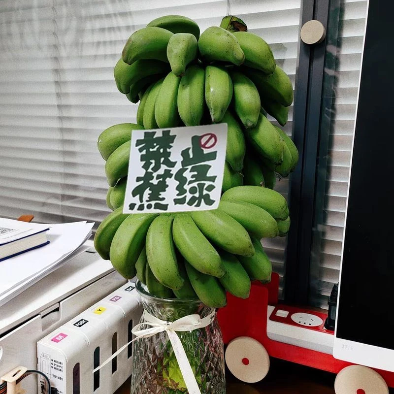禁止焦虑香蕉盆栽整株小米蕉桌面绿植可观赏可食用