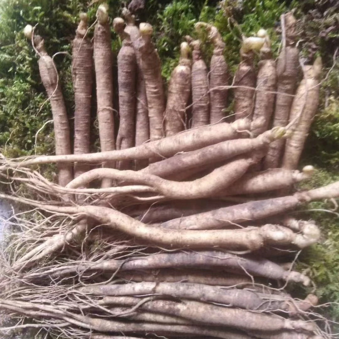 长白山人参东北人参泡酒煲汤煮水煮粥人参开播福利自产自销