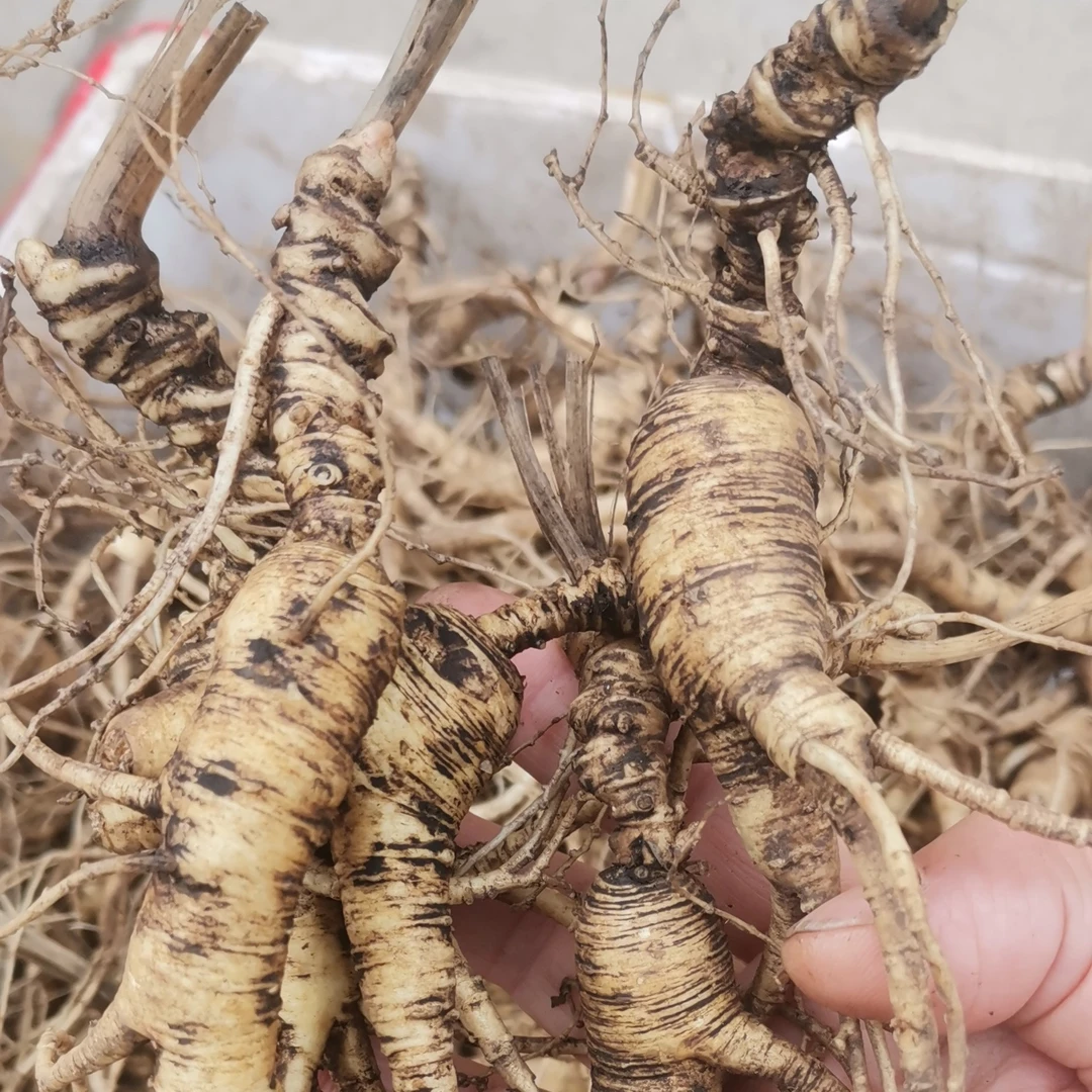 正宗东北林下参山参林下参老参