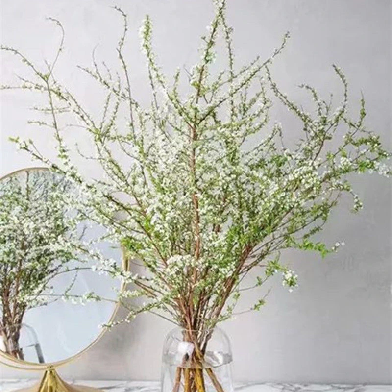 水养雪柳干枝遇水开花真花鲜枝冬季花卉植物水培绿植雪柳干枝花枝