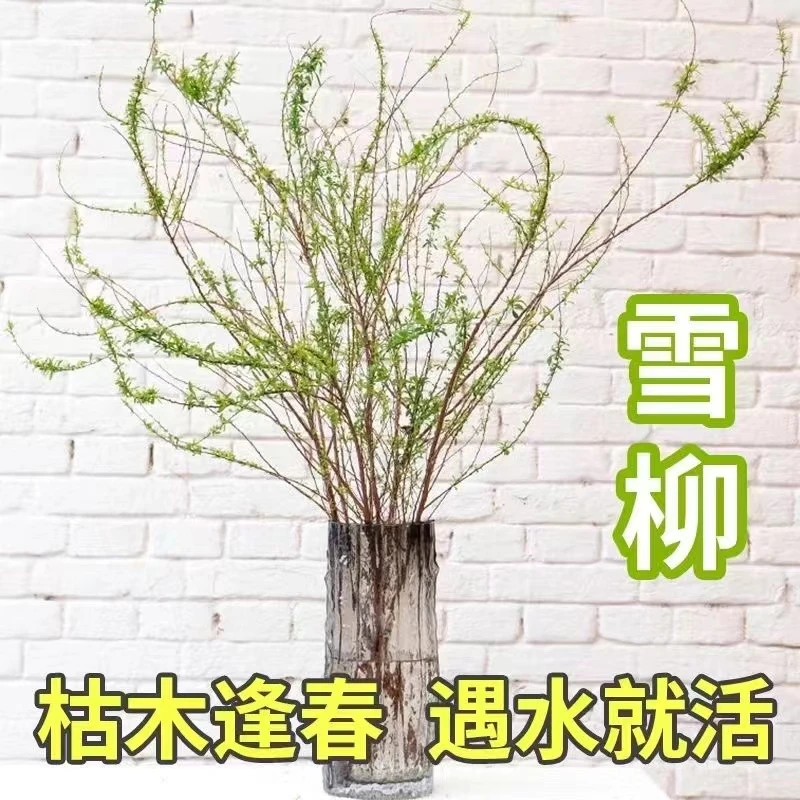 干枝雪柳干枝花花卉喷雪花鲜花水培植物室内绿植干花客厅摆件花束