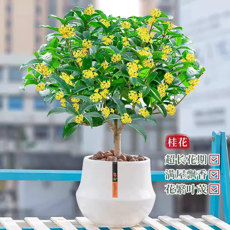 四季桂花盆栽室内客厅四季桂花绿植金桂树苗花卉浓香型阳台