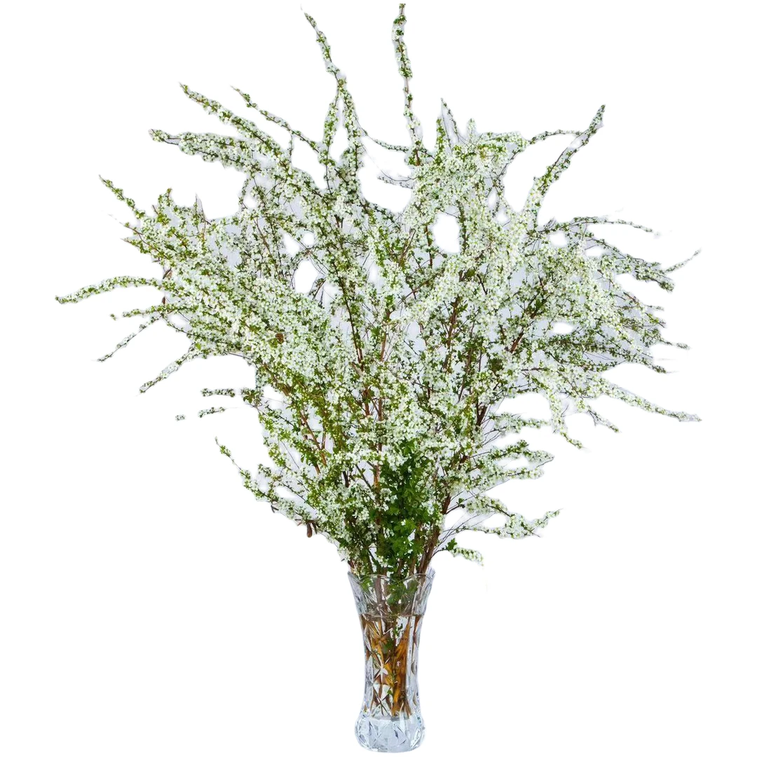 干枝雪柳喷雪花新鲜切枝水养植物遇水发芽开花好养活基地直发绿植