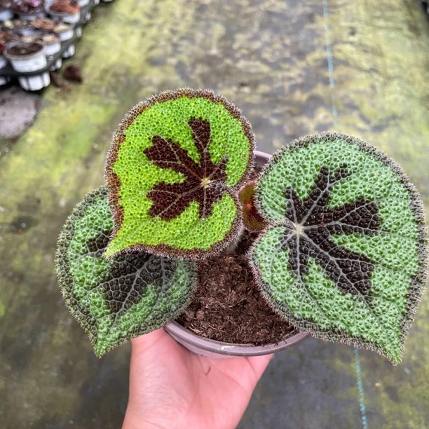 彩纹美纹秋海棠带盆热带植物室内网红热植盆栽客厅桌面花卉