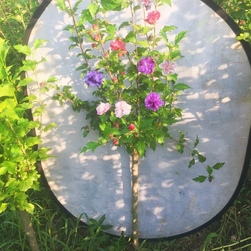 一树多色木槿花树苗棒棒糖树型蓝莓紫玉红酒薄荷庭院地栽植物丰花