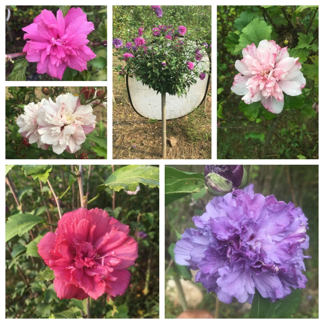 庭院花园植物木槿花重瓣食用花卉紫玉红酒铅笔画薄荷冰沙蓝莓冰沙
