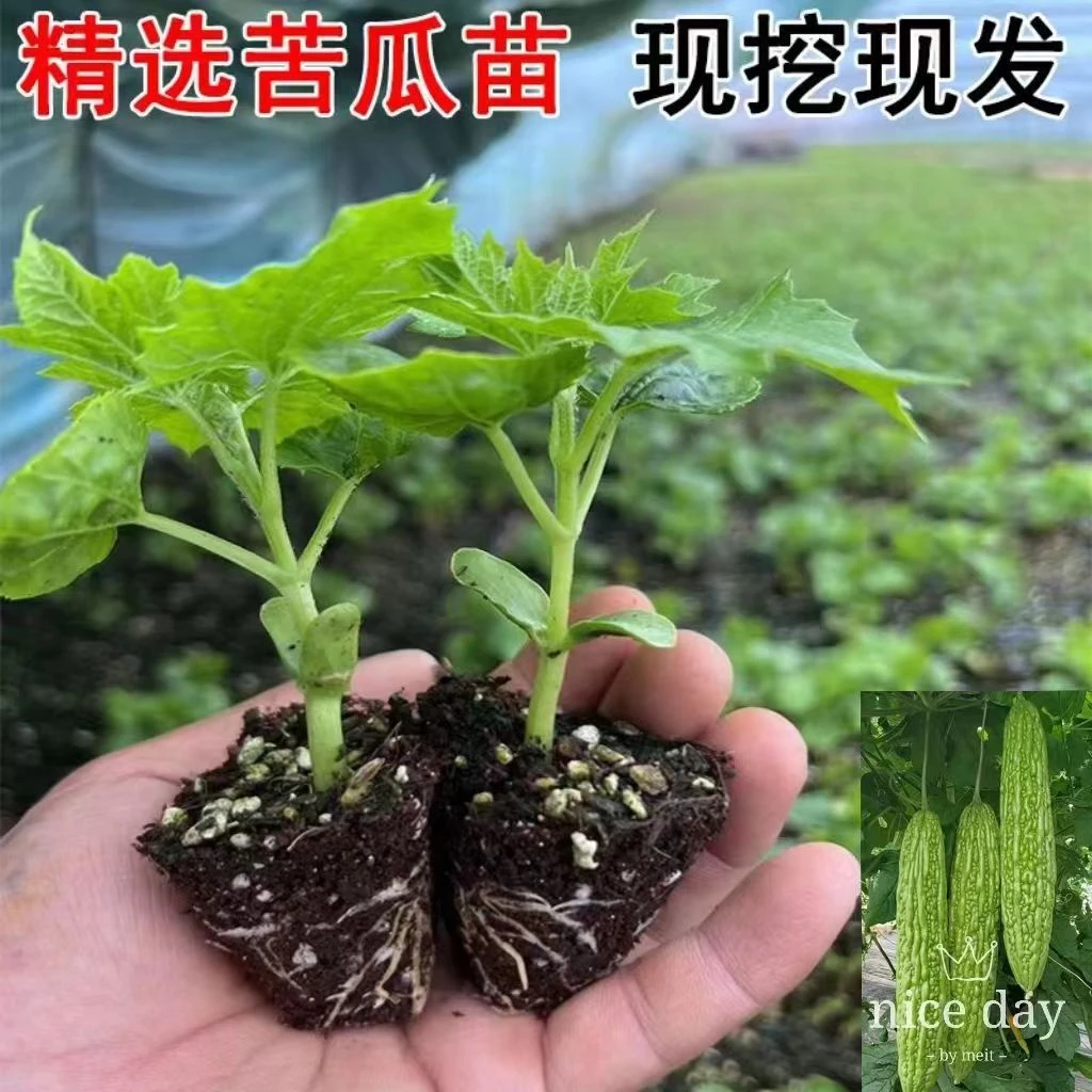 高产苦瓜秧苗嫩肉翡翠苦瓜幼苗碧绿翡翠绿绿武士苦瓜苗春季蔬菜苗