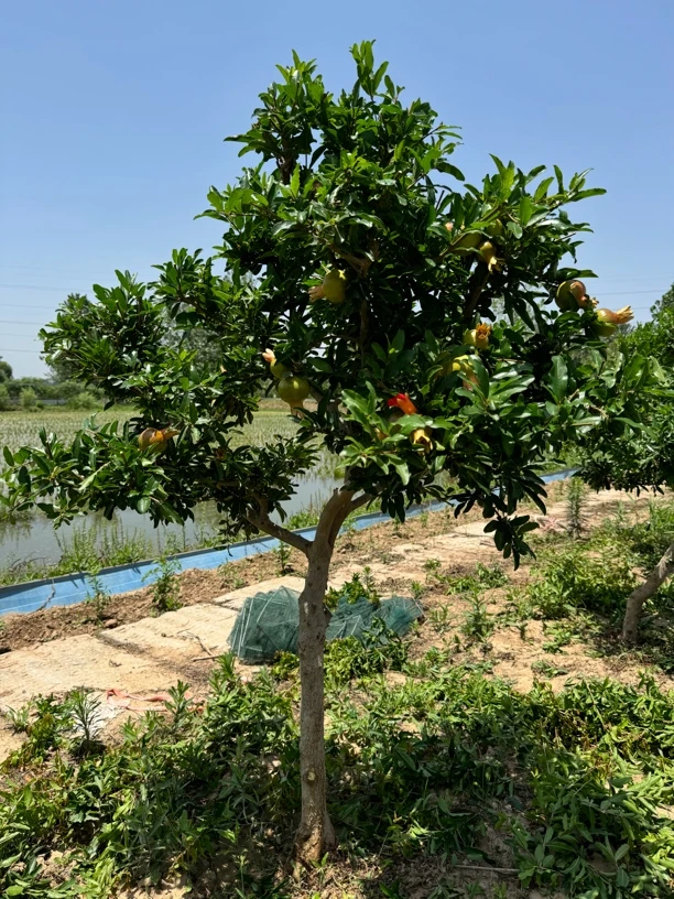 梅花石楠花盆景老板，一物一拍，拍前联系客服鲁冰花紫荆花果树