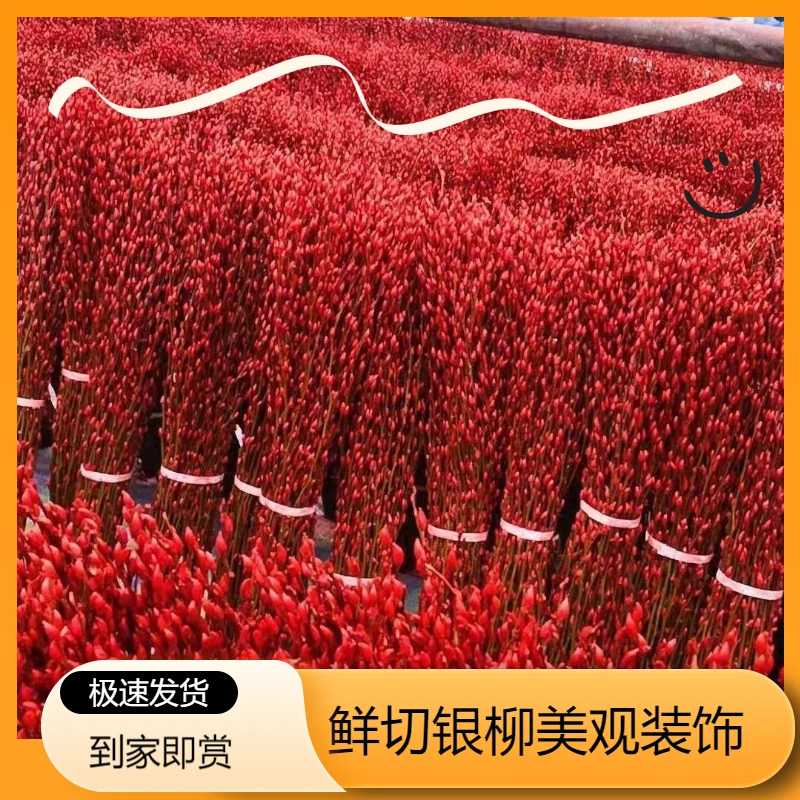 年宵花卉银柳彩色银柳鲜枝真花冬季花卉室内装饰干花放可水养植物