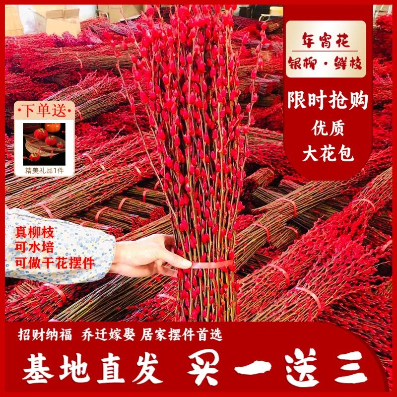 红色七彩银柳真花鲜枝室内水培植物福桶银柳干花摆件新春年宵花卉