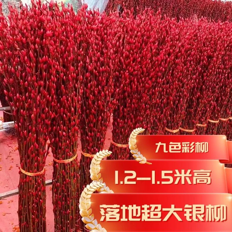 1.2-1.5米高特大银柳 年宵花卉银柳真花落地客厅摆件鲜枝超大银柳