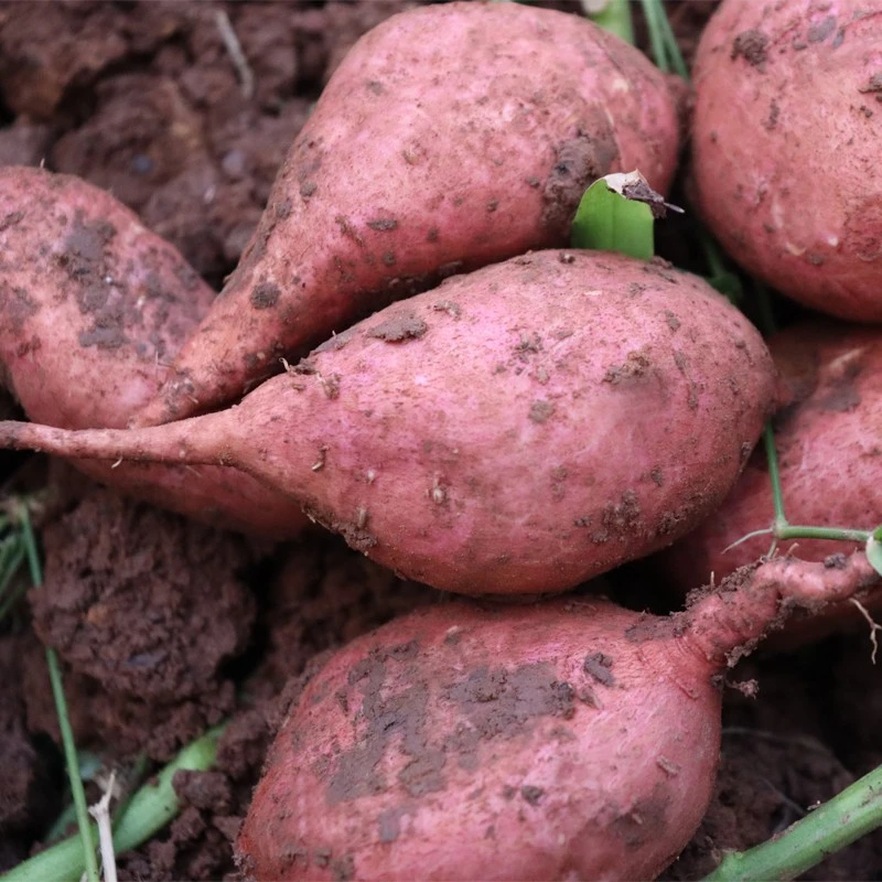 湖南衡阳耒阳农家土特产自种新鲜蔬果本地红薯粉糯甜番薯