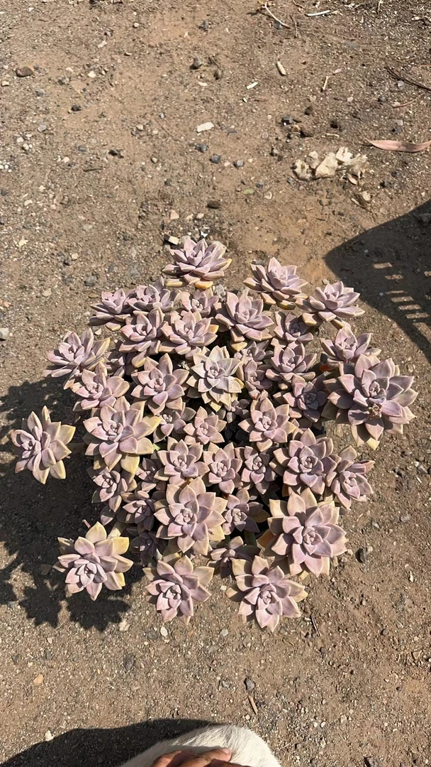 阿伦培 亮哥精选多肉植物 易养活 裸根发货