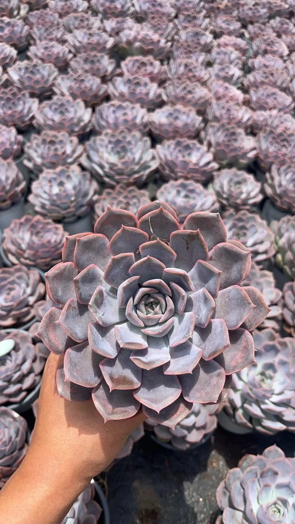 菲欧娜  亮哥精选 多肉植物 易养活栽种养护 裸根发货