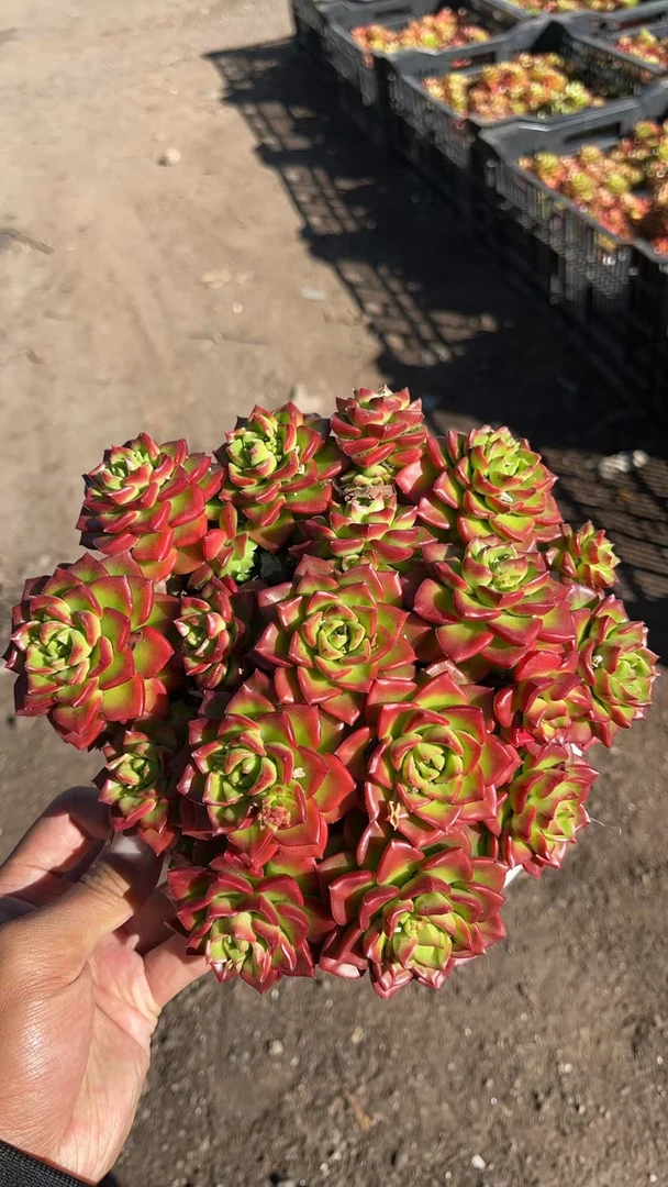 鸡血蒂亚 亮哥精选 多肉植物 易养活 栽种养护 裸根发货