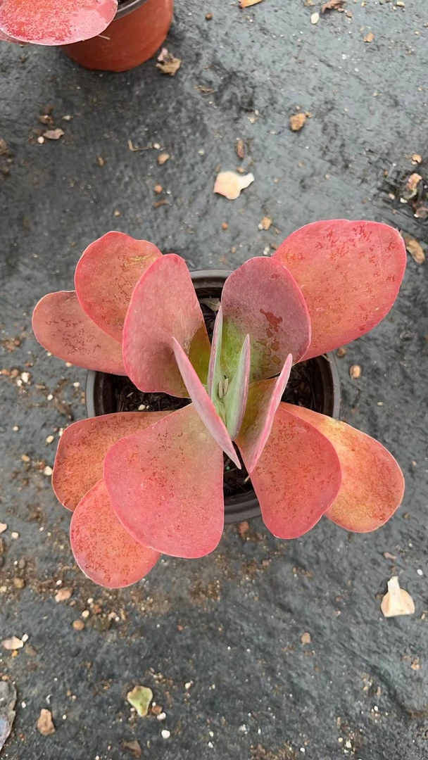 唐印 亮哥精选  多肉植物 栽种养护 裸根发货