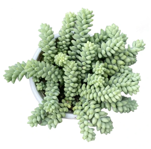 玉坠 多肉植物绿植  鲜花盆栽基地 源头栽种易活