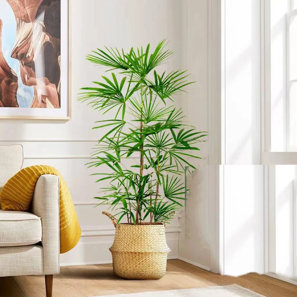 【观音竹】金山棕竹观音竹室内盆栽办公室植物阳台绿植耐荫卧室盆栽