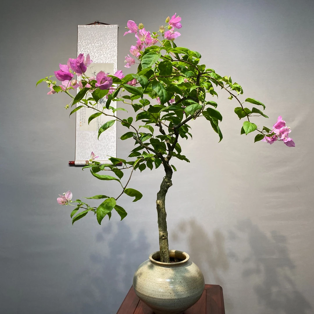 新中式年功老桩高飘三角梅漳红樱庭院别墅阳台高端盆景【一物一拍】