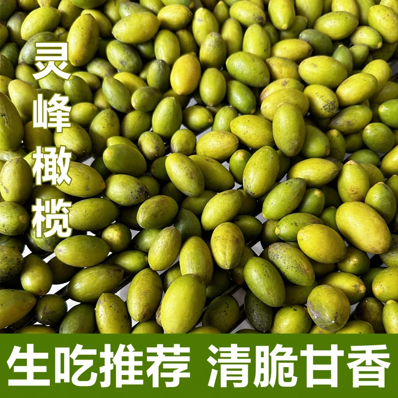 金灶阿源 正宗灵峰橄榄新鲜采摘酥脆回甘香生吃一斤装