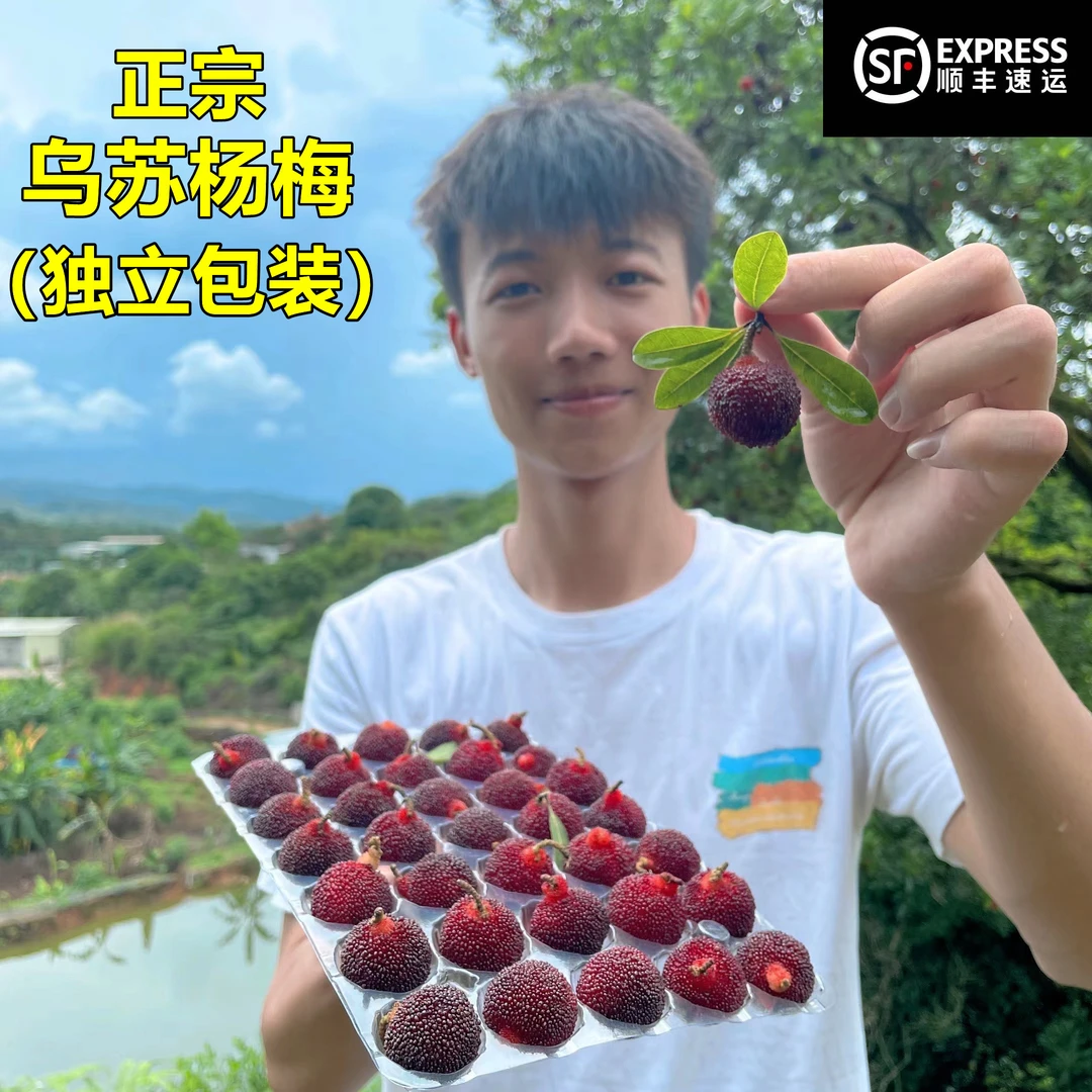 【高品质乌苏杨梅】金灶正宗乌苏杨梅吊蒂杨梅新鲜采摘2斤独立包装