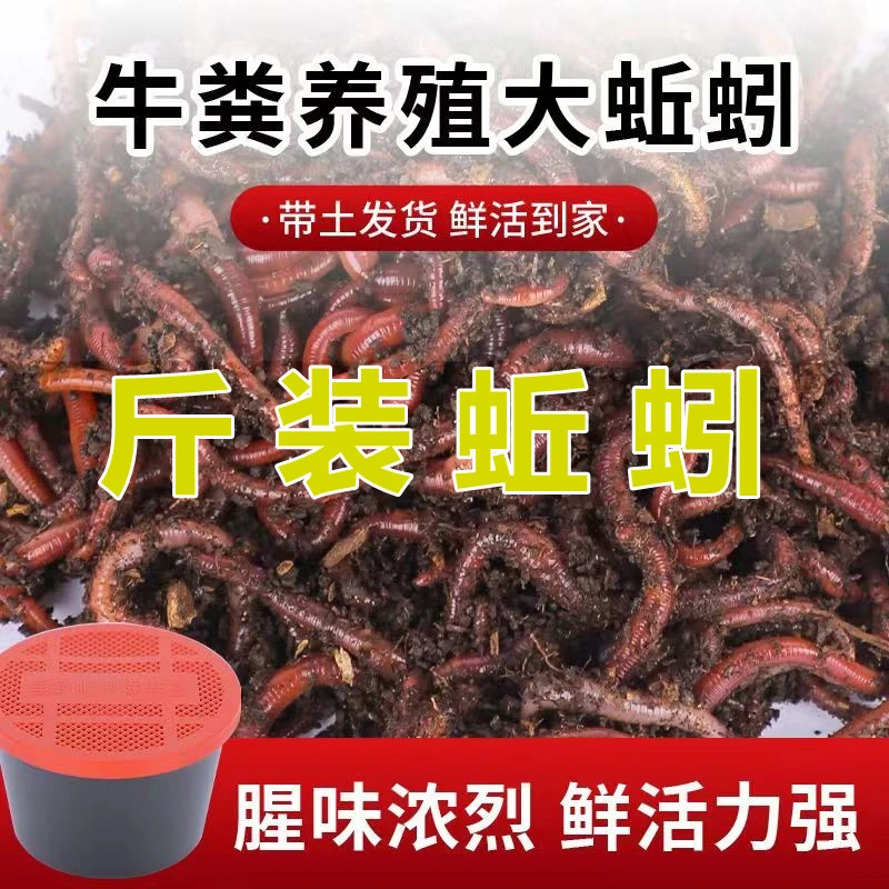 鲜活牛粪蚯蚓活饵大号红蚯蚓活体盒装夏季野钓鱼饵垂钓便宜散装