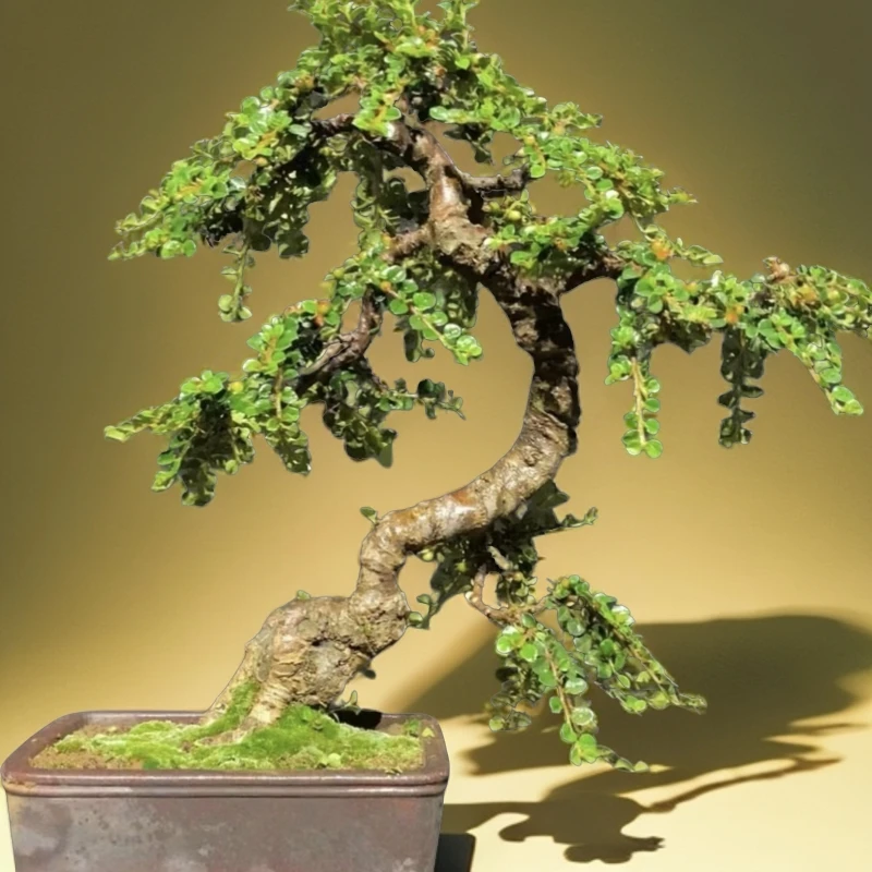 荀子苗木绿植盆景