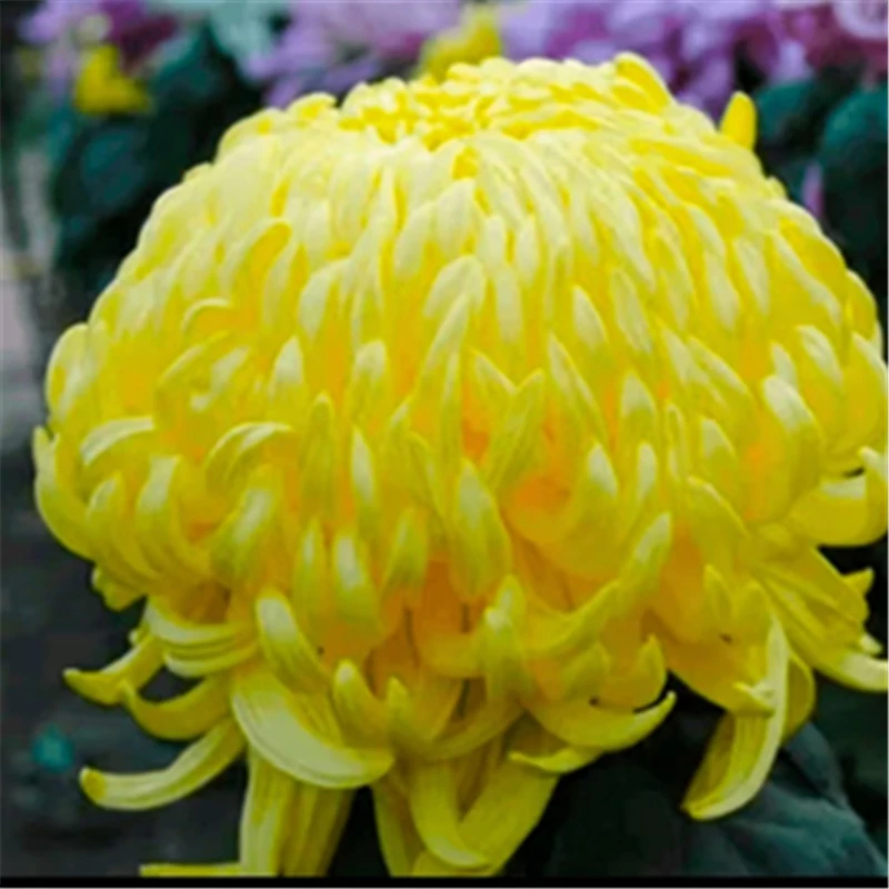 一物一拍【菊花老根】精成品大菊花苗 八九月开花 对版基地直发