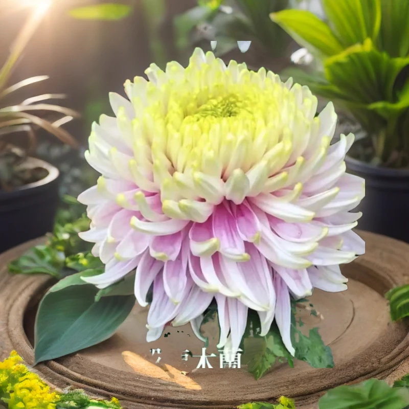 【一物一拍带花苞60多品种】原盆原土成品菊花  直发对版开花