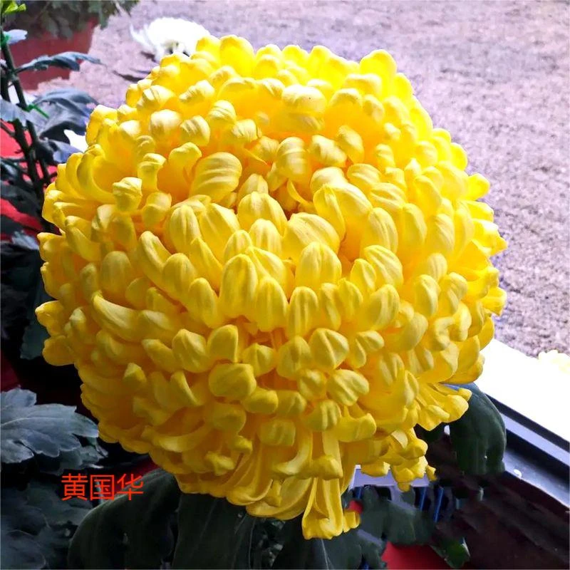 【黄国华带花苞】稀有品种大丝菊花形 九月菊对版出售