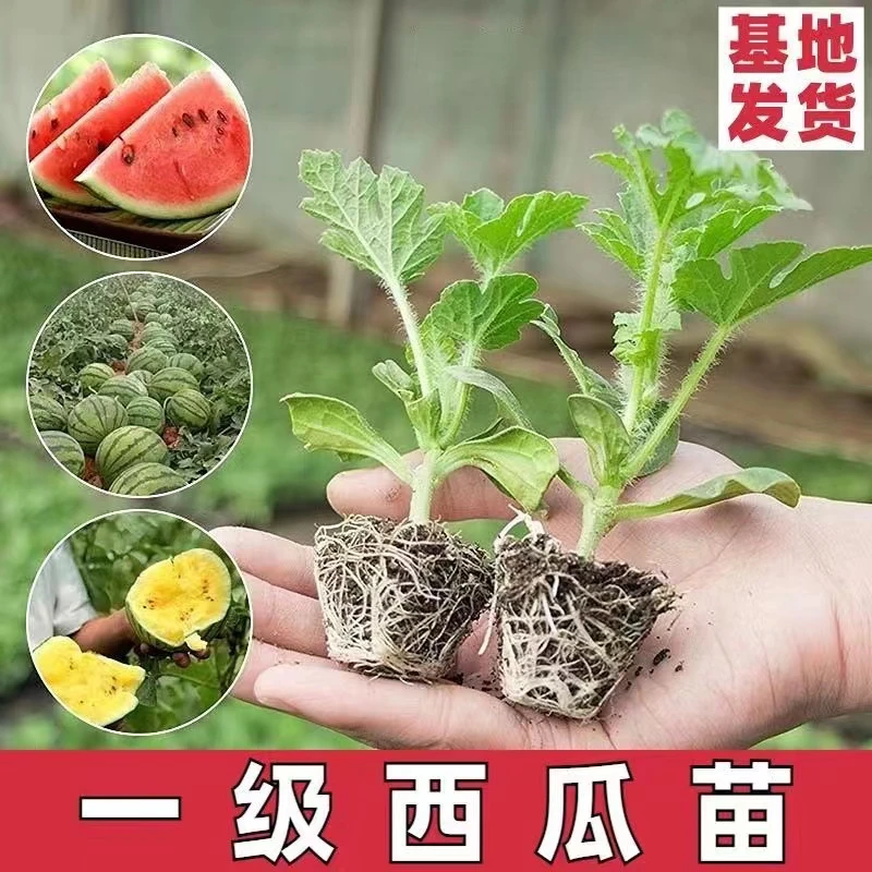 西瓜苗8424直根苗带土幼苗无籽美都麒麟早熟秧苗地栽盆栽