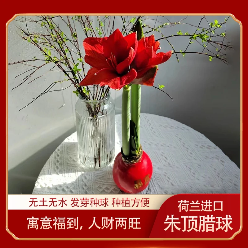 进口朱顶红蜡球大球圣诞春节礼物送女友封蜡懒人无水土优质年宵花