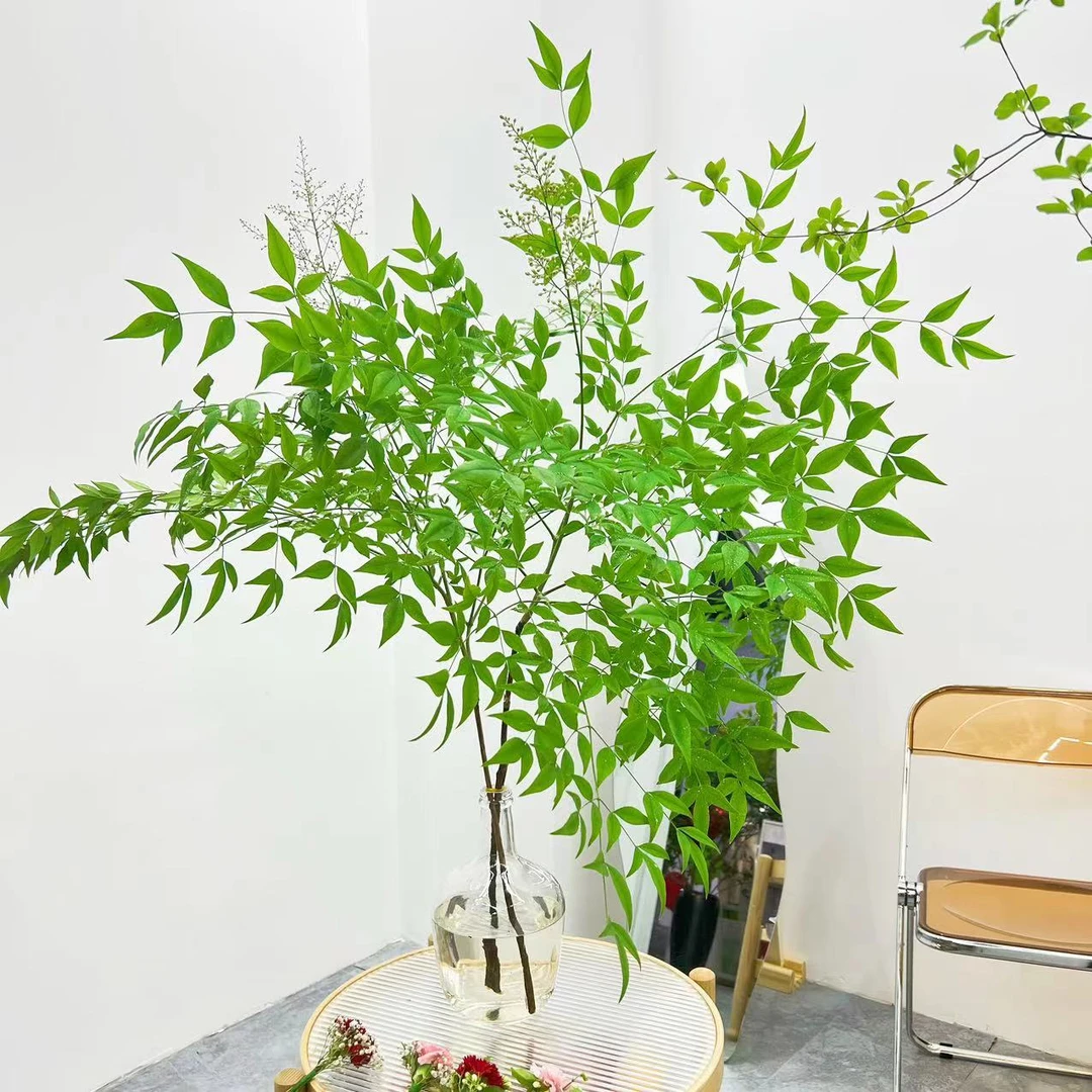 南天竹鲜切水培绿植花卉室内小森林一秒进入春天小众造型美观