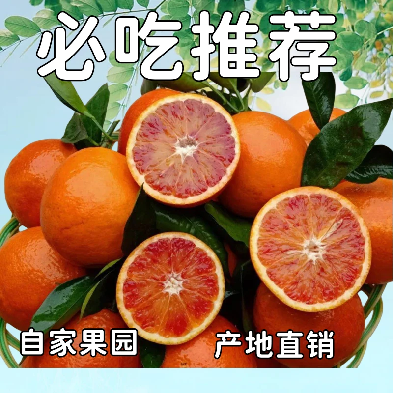 四川资中塔罗科血橙稀有品种新鲜老树血橙鲜果多汁水份足产地直发