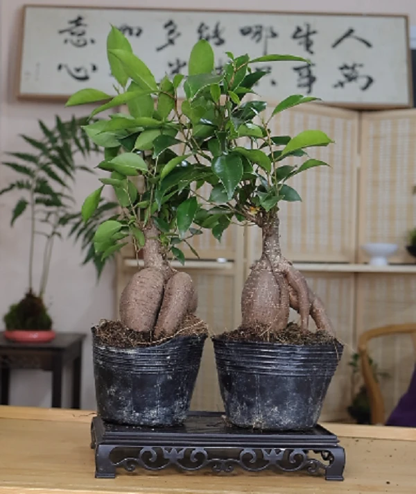 2颗/福建原叶人参榕/ 5年老桩/四大盆景/喜水喜光喜肥