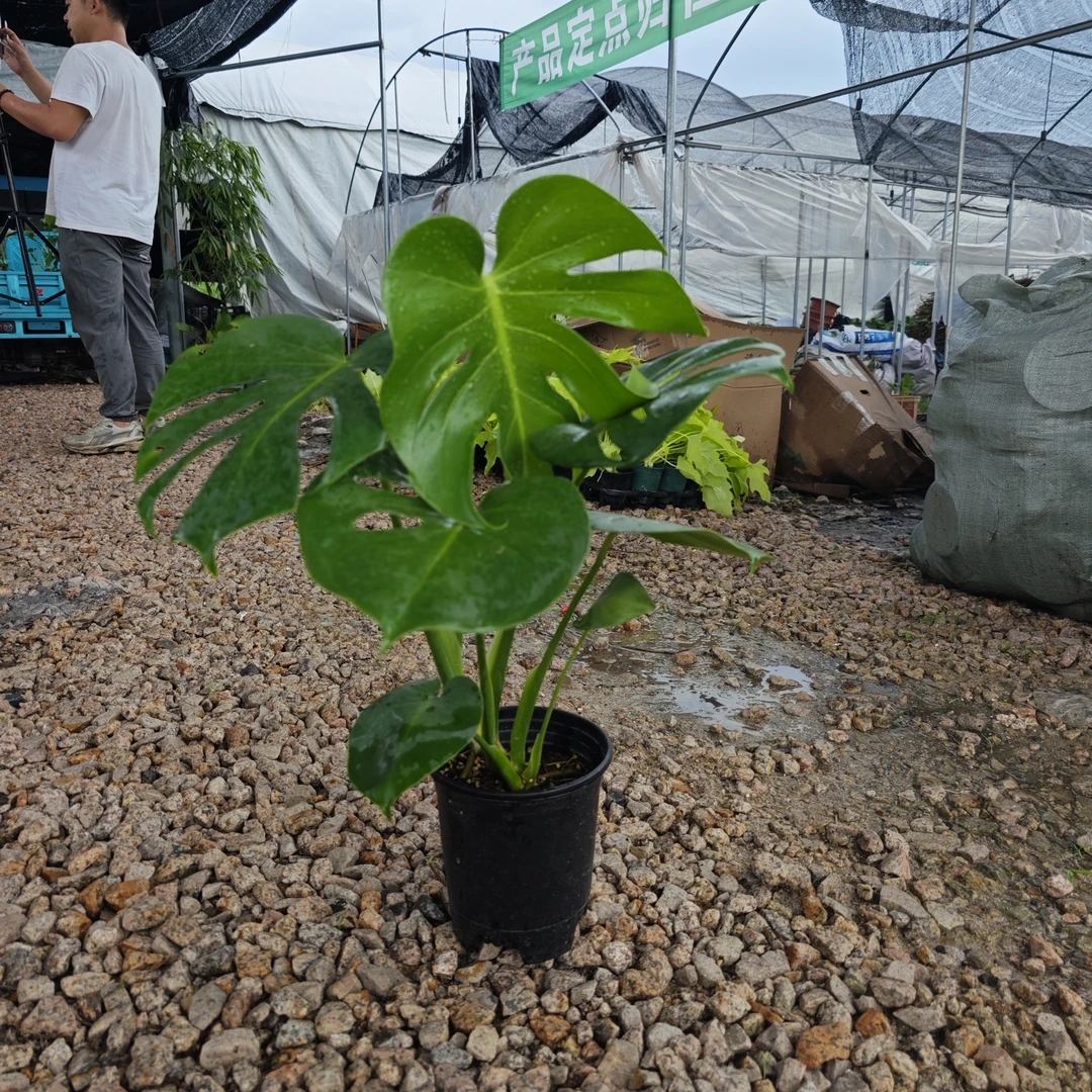 特大号龟背竹观叶植物室内客厅办公室大盆栽净化空气
