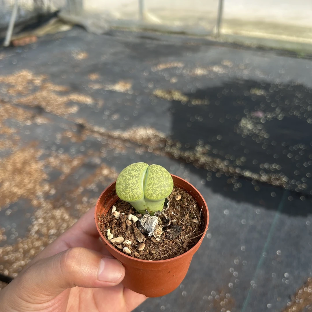 一盆单颗生石花多肉植物桌面盆栽PP花屁股吸辐射超大石头花屁股花