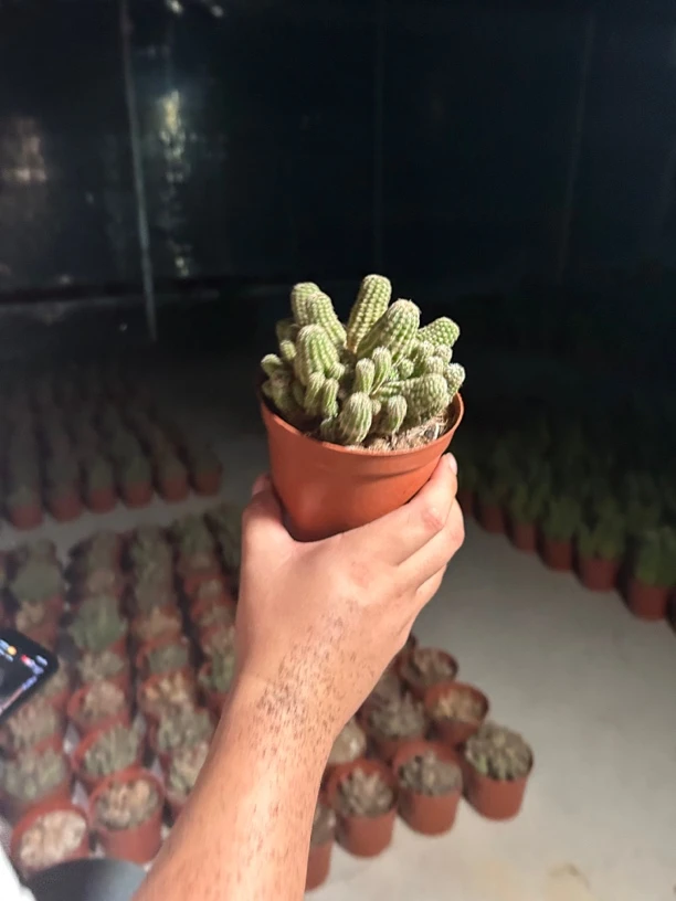2盆/多头堡山仙人球/开粉白花/含盆土/15天浇水一次