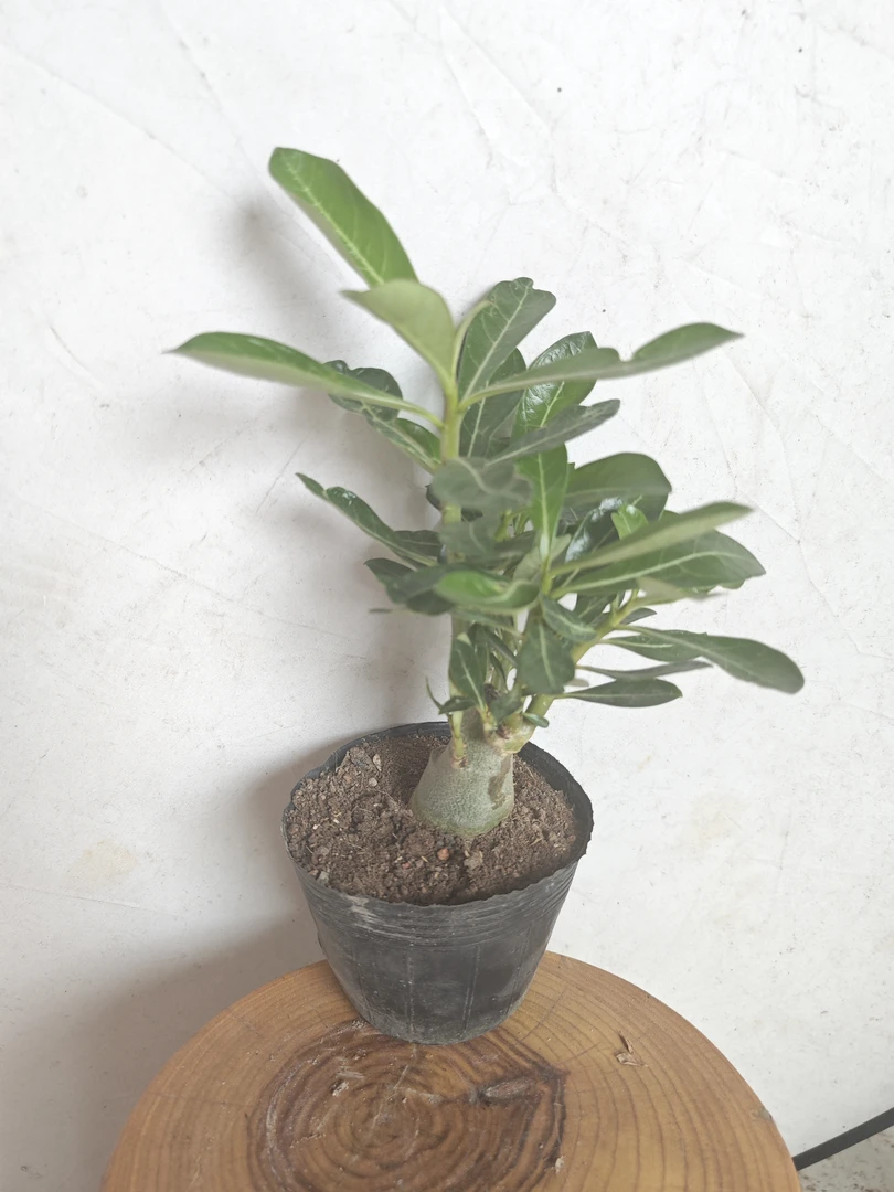 【沙漠玫瑰】四季花卉绿植物老桩室内阳台小盆景开花不断