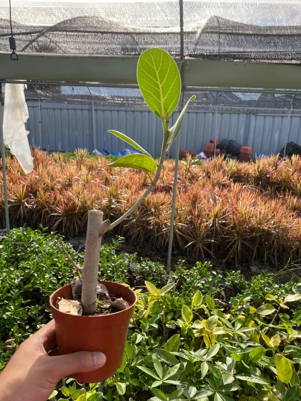 黄金高山榕/喜阳喜水绿植