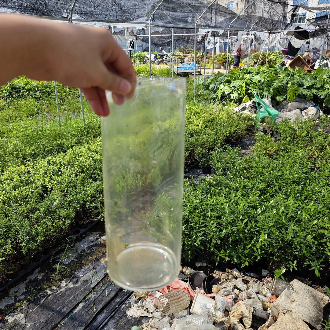 高款透明玻璃瓶花