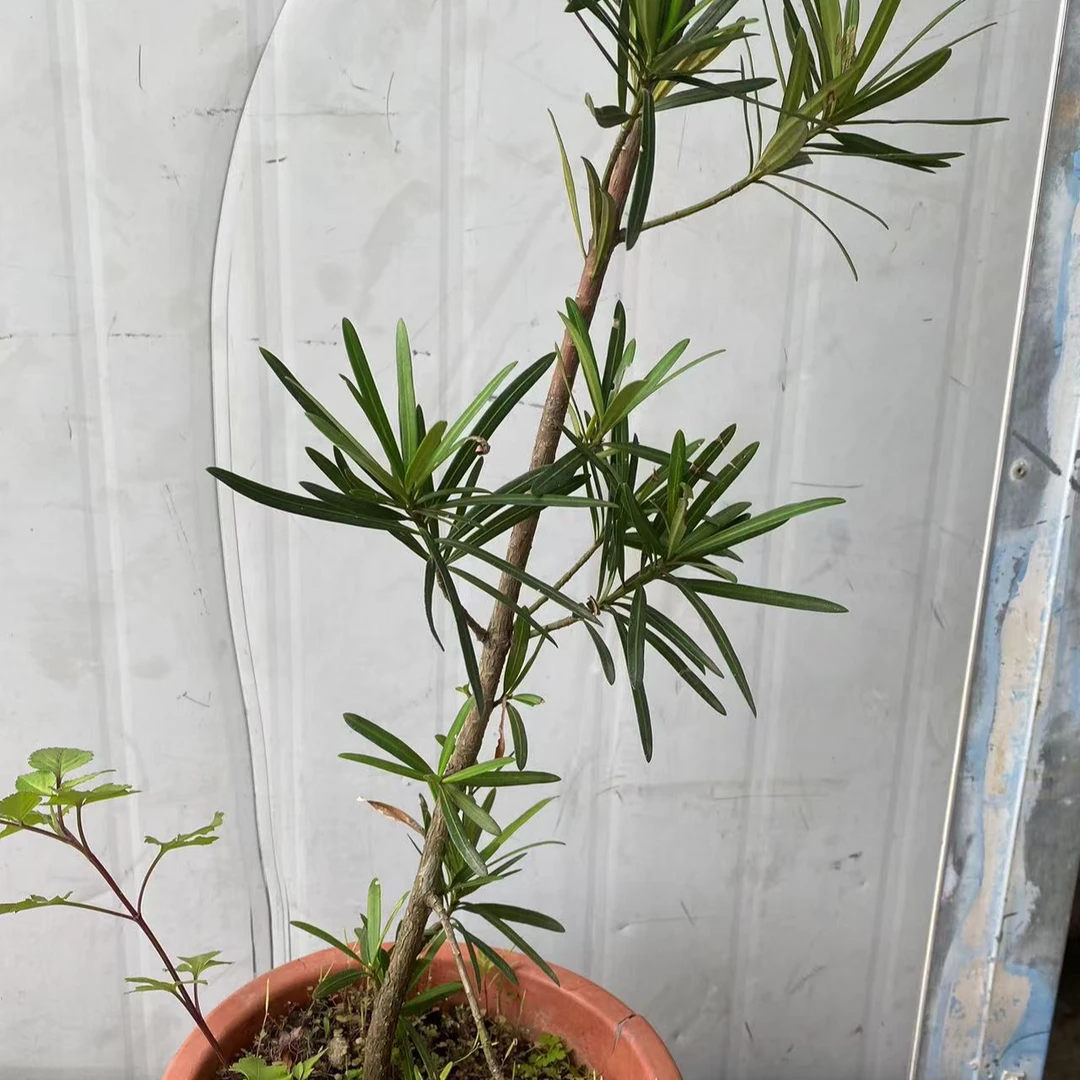 【造型罗汉松】一物一拍专链接/直播间下单