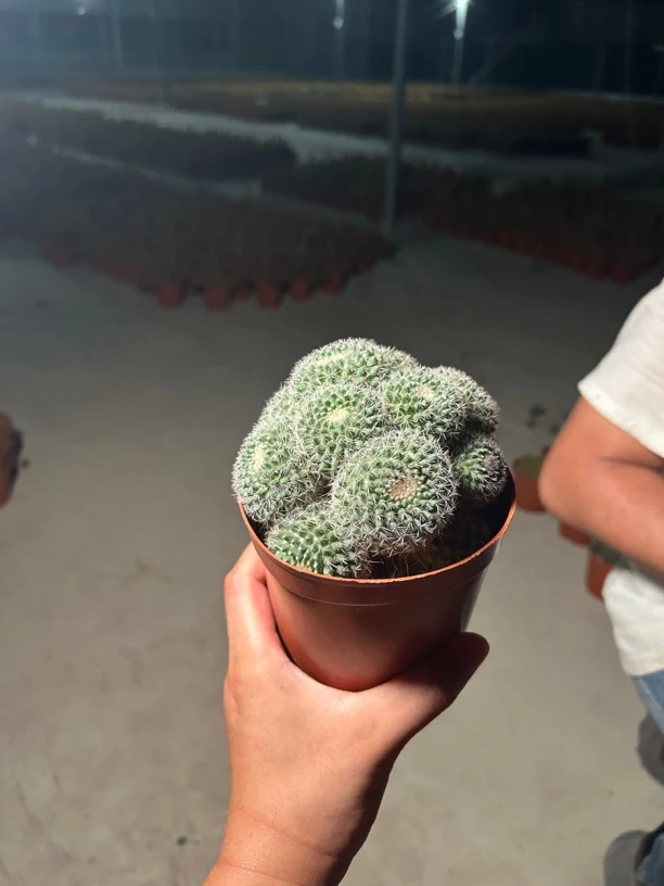 群生玉翁仙人球/开红紫色花/含盆土/15天浇水一次