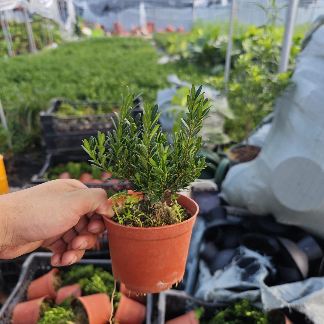 精品小黄杨/市面较少较贵/喜水半光/微盆景/可自己凹造型