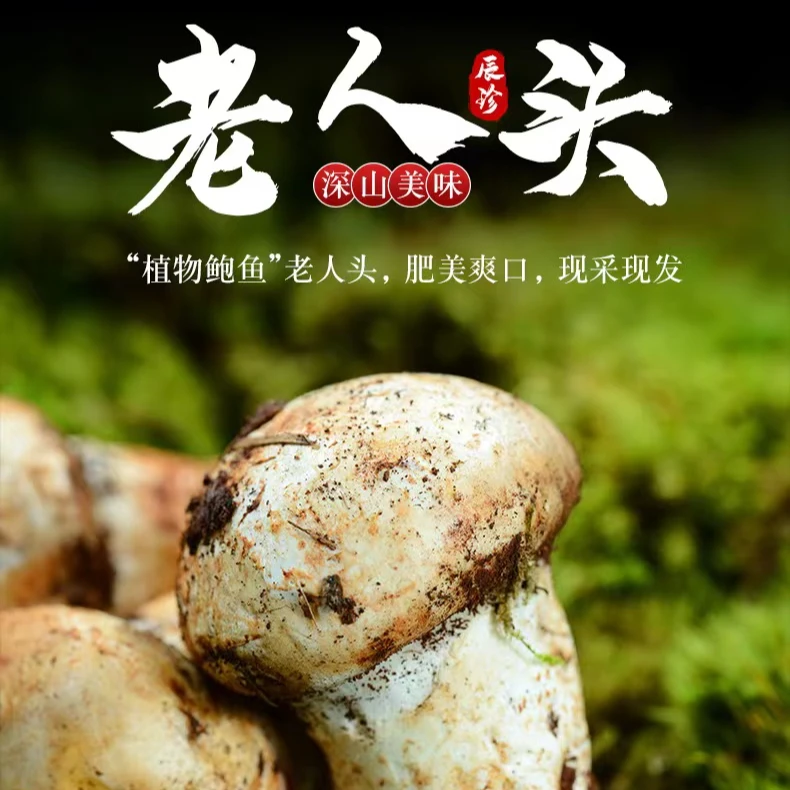 四川藏区新鲜野生老人头500g-100g