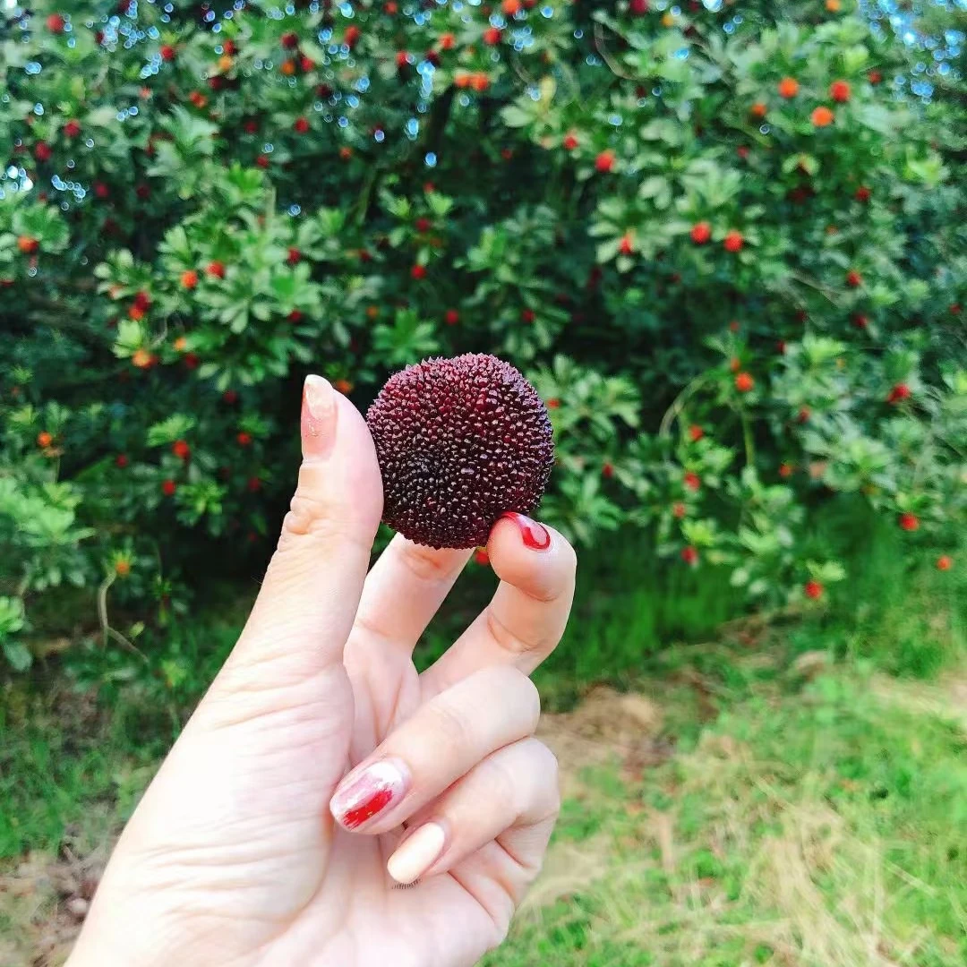 蓝装-23-27g特级正宗浙江仙居东魁杨梅水果产地现摘现发